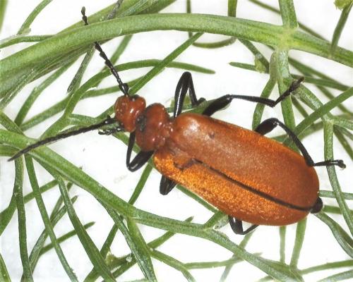Réf. 281 814 : Pyrochroa serraticornis